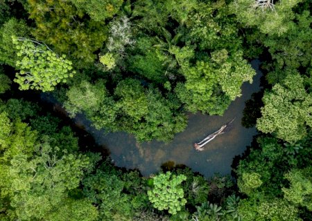 BNDES ultrapassa R$ 650 milhões em recursos para restauração de florestas