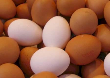 Brasil aumenta em 816% exportação de ovos para EUA no 1º quadrimestre