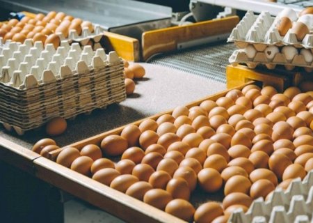 Exportação de ovos supera 5 mil toneladas pela primeira vez