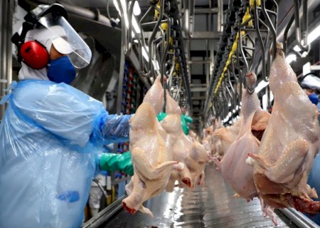 Gripe aviária: países retomam importação de frango brasileiro