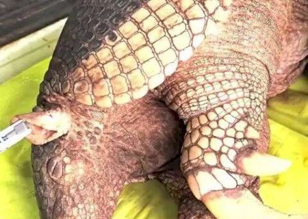 Ameaçado de extinção, tatu-canastra de MS vai ser monitorado por GPS