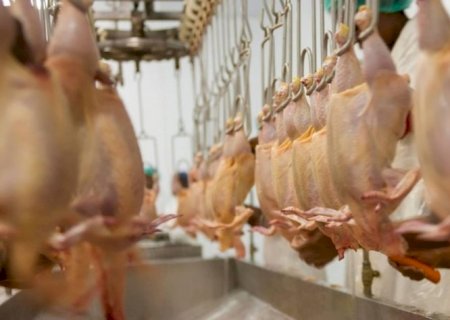 Gripe aviária pode afetar resultados de empresas do agro no 2º trimestre