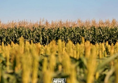 Preço do milho cai com perspectiva de ampla oferta; Conab reforça abastecimento com 65 mil toneladas