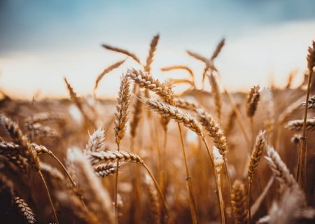 Produção brasileira 2025/26 de trigo é revisada para 7,69 milhões toneladas