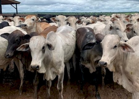 Chuvas extremas e doenças no rebanho: ameaça crescente à pecuária