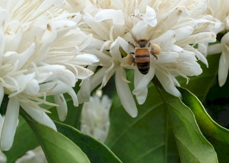 Polinização por abelhas e animais contribui com até 25% do valor da produção do agro