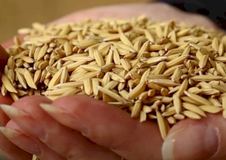 Preços do arroz voltam a subir após cinco meses em queda