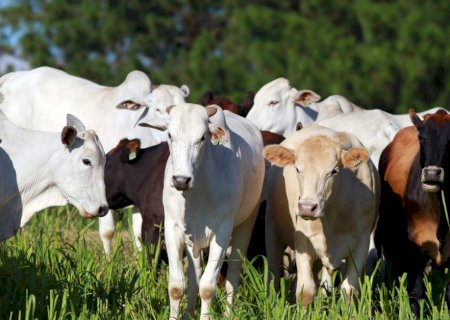 Mercado do boi gordo mantém preços estáveis, mas vendas de carne seguem fracas