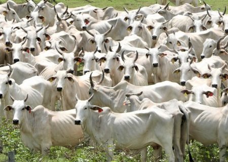 Pantanal terá plano de fortalecimento em Mato Grosso do Sul para todas as cadeias pecuárias