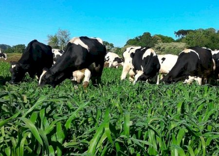 Comissão Nacional de Pecuária de Leite debate avanços para a cadeia produtiva