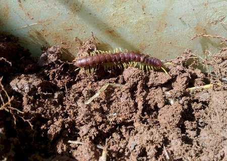 Biodiversidade do solo: cientistas propõem observatório global de monitoramento
