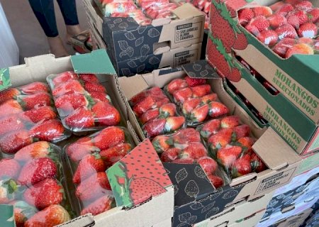 Preço do morango volta a cair, enquanto cenoura tem alta de preço na Ceasa de MS