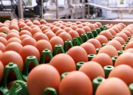 Brasileiro consome 288 ovos por ano e está no topo dos dez mais do mundo