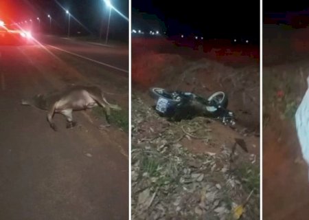 Jovem motociclista de Batayporã morre ao colidir com animal na entrada de Taquarussu