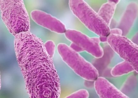 Tratamento com luz elimina bactéria causadora de pneumonia