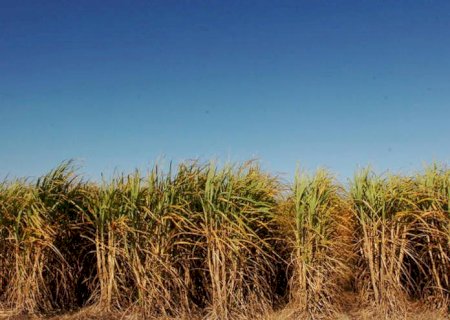Açúcar: mesmo em estabilidade, preços caem mais de 6% em julho