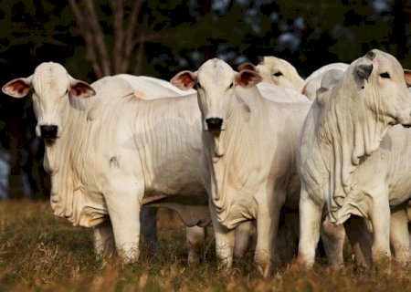 Redução de abates deve limitar efeitos do tarifaço sobre o preço da carne bovina