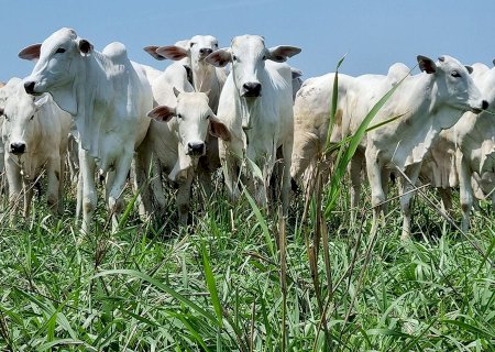 Boi gordo tem mais um dia de alta nas cotações; confira os preços da arroba
