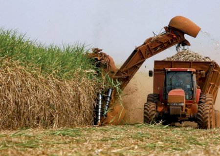 Moagem de cana-de-açúcar cai 2,66% em julho