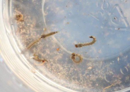 SES alerta para intensificação das ações contra o Aedes aegypti com divulgação do 3º LIRAa de 2025