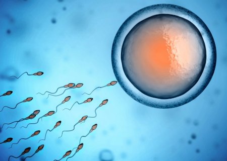 Ultraprocessados podem reduzir produção de testosterona e eficiência de espermatozoides, diz pesquisa