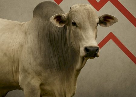 Arroba do boi gordo caiu até 6,5% em setembro, mas deve reagir em outubro