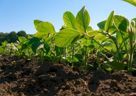 Taxonomia sustentável: como o agro brasileiro pode se beneficiar e atrair investimentos