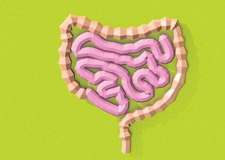 Substâncias produzidas pelo intestino podem influenciar ganho de peso, mostra pesquisa