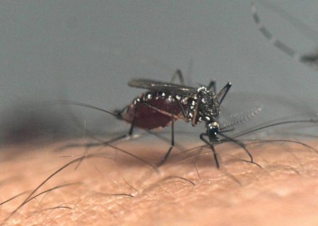 Estudo brasileiro comprova que vírus da zika pode causar resistência à insulina no cérebro