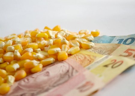Disputa entre usinas e indústrias de ração tende a estabilizar preço do milho