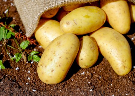 Batatas comuns são nutritivas, energéticas e ajudam a reduzir inflamação