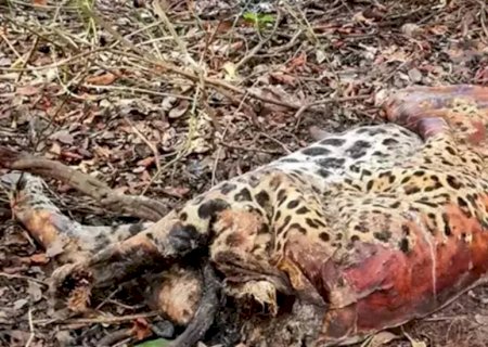Pecuarista e peões matam onças envenenadas e vão pagar R$ 18,2 mil pelo crime