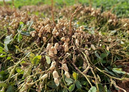 Valor Bruto da Produção Agropecuária de MS cresce 23,6% e atinge R$ 76,3 bilhões