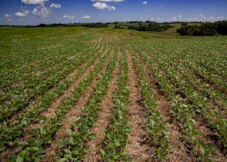 Irregularidade das chuvas atrasa semeadura da soja e acende alerta para o início da safra 2025/26