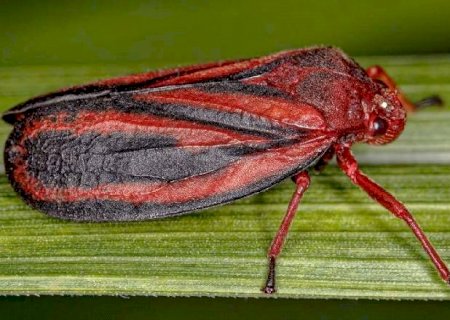 Pesquisa identifica nova espécie de praga da cana-de-açúcar