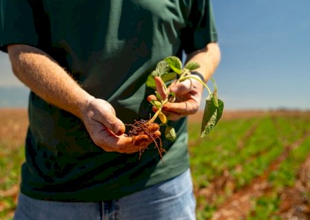 Produtor trava vendas, mercado estagna e semana fechou com soja parada no Brasil