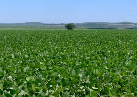 Produtores de soja de MS têm até 10 de janeiro para cadastrar áreas
