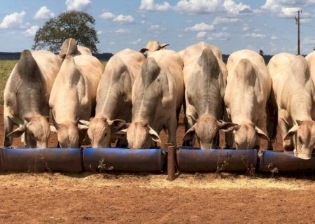 Agro de MS ocupa 7º lugar nacional com produção de R$ 79,2 bilhões