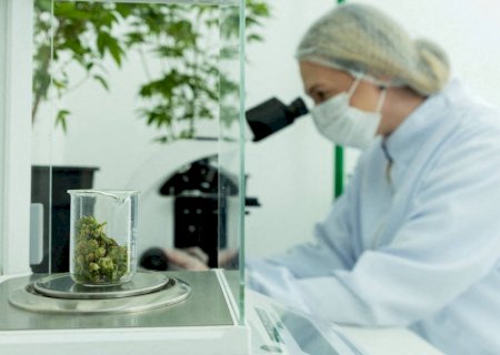 Revisão sobre o uso de Cannabis medicinal aponta pouca evidência de benefício