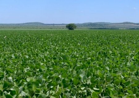 Em MS, prazo para cadastro de áreas de soja encerra dia 10 de janeiro