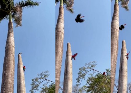 Tucano é flagrado tentando atacar filhotes de araras em Bonito