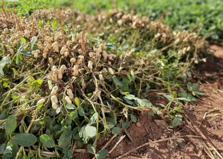 Safra total de grãos no Estado cresce 18,5% com destaque na produção de amendoim e sorgo