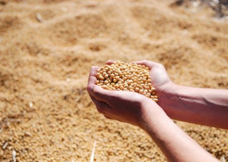 Cenário da soja 25/26 se mantém incerto com clima irregular; mercado aguarda USDA