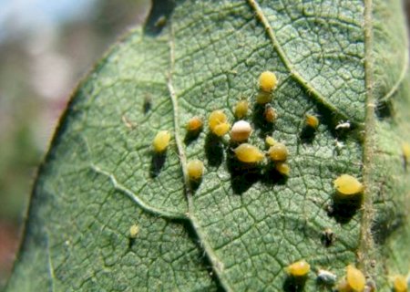 Pulgão-do-algodoeiro ameaça produtividade e exige manejo precoce
