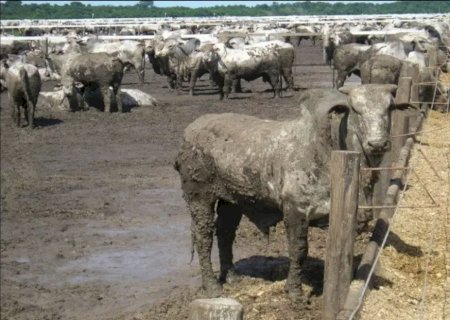 Confinamento bovino na chuva é possível, mas é preciso atenção para não atolar em prejuízo