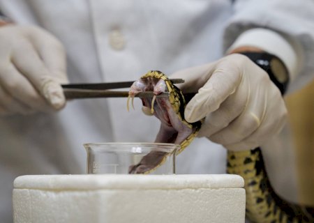 Soro existe, mas não chega a tempo: conheça os gargalos no combate às picadas de cobra no Brasil