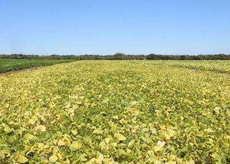 Inovação no campo: Projeto vai desenvolver bioinsumo agrícola multifuncional para diferentes culturas
