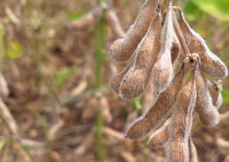 Basf apresenta novas tecnologias em genética e defensivos agrícolas com previsão de chegada ao mercado até 2029