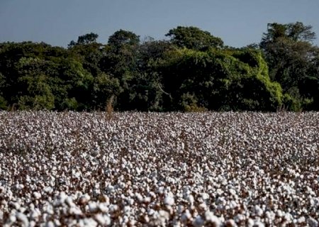 Produção de algodão deve cair quase 10% na safra 2025/26, diz associação | Brasilagro