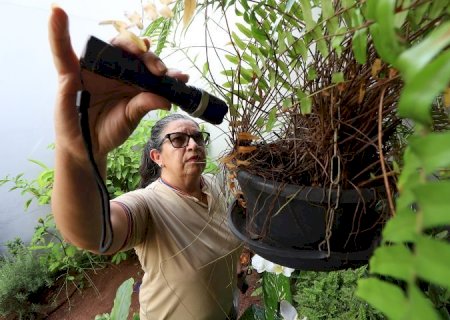 Boletim Epidemiológico: MS registra 8.461 casos confirmados de dengue